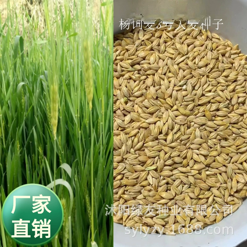 Заводская база оптовая продажа семян ячменя Ячмень-однолетнее травянистое растение рода Poaceae, ячмень