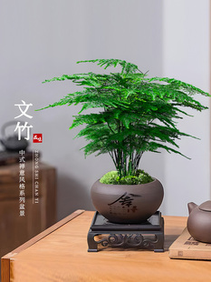 Asparagus Potted Plant Indoor Living Room Chinese Zen Micro Bonsai Office Desk Flower Creative Mini Small Green Plant