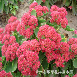 Sedum Rupestre Is Widely Supplied in Shandong, a Perennial Frost-Resistant and Drought-Tolerant Plant for Park Greening