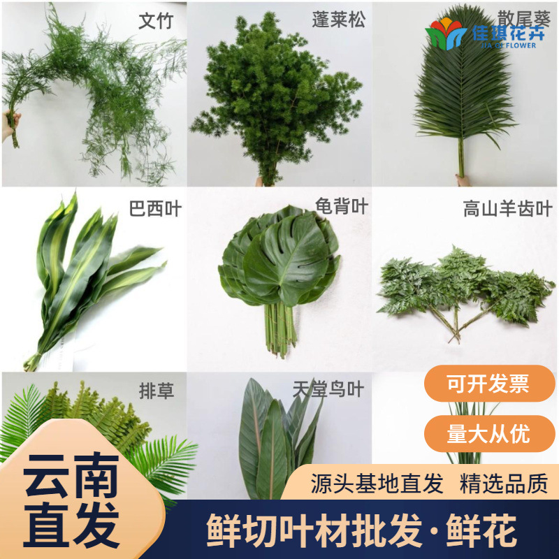 云南各类鲜花配叶批发婚庆活动布置新鲜叶材龟背羊齿巴西叶星点木