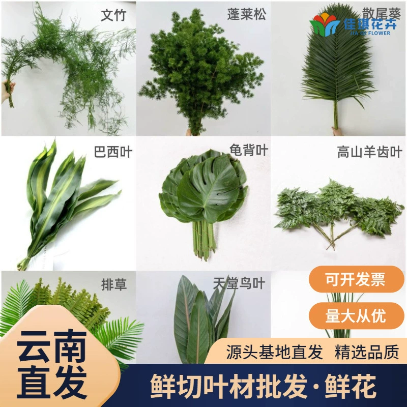 Юньнань все виды цветов с листьями оптом свадебные мероприятия макет свежие листья материал черепаха назад зубы папоротника бразильский лист звезда дерево