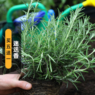 ԵNӺ֮¶ʳֲNѶļôﲥ