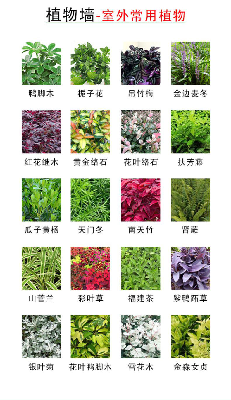 ֲ��ǽ��ֲ��