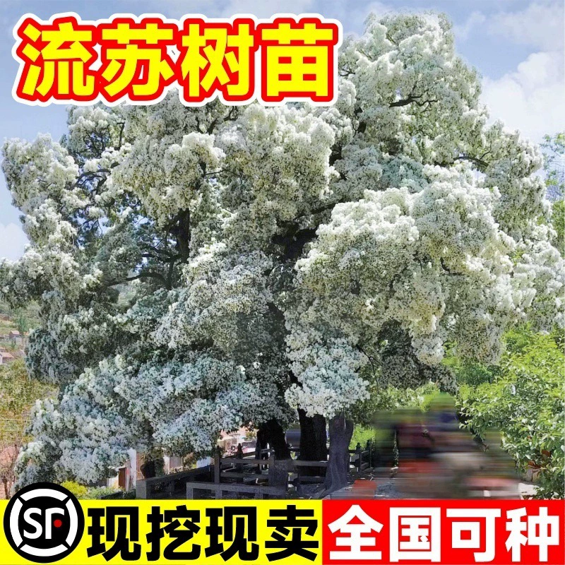 Саженцы цветов с кисточками, горшечные растения во дворе, мечтательные большие деревья с прививкой апрельского снега, цветущие в любое время года, саженцы, посаженные в землю, цветы и зеленые растения.