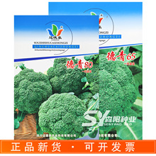 迈德豪德青65/80青花菜杂交种中熟鲜食加工西兰花撒利亚绿花菜种
