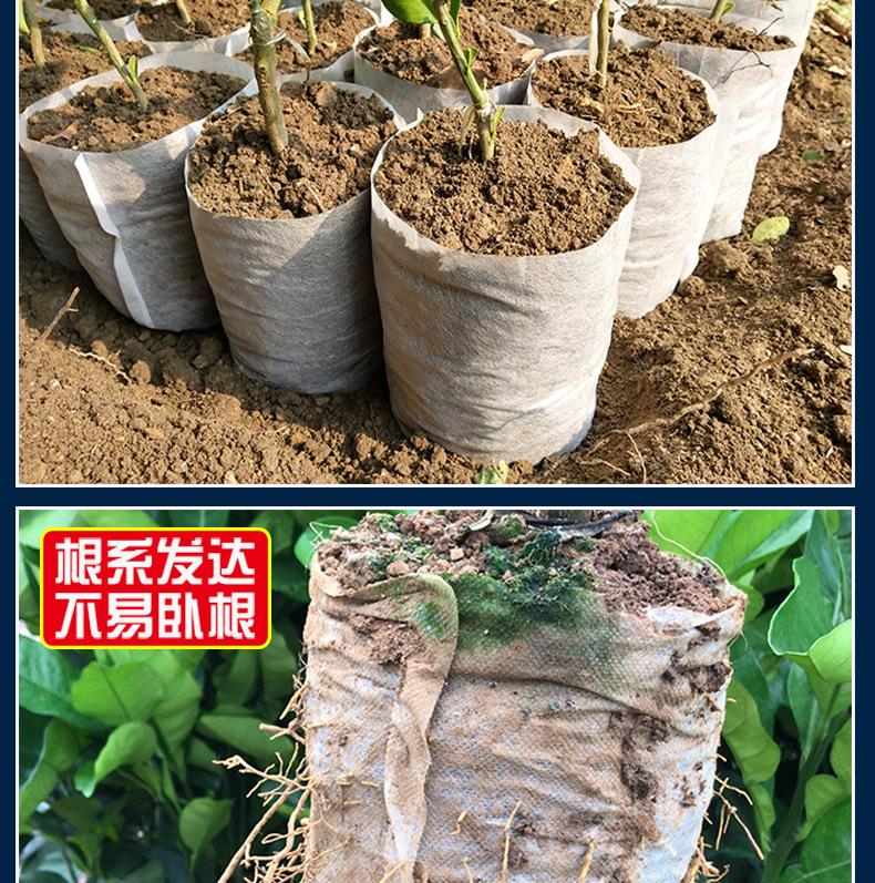 淘工厂育苗袋详情_13.jpg