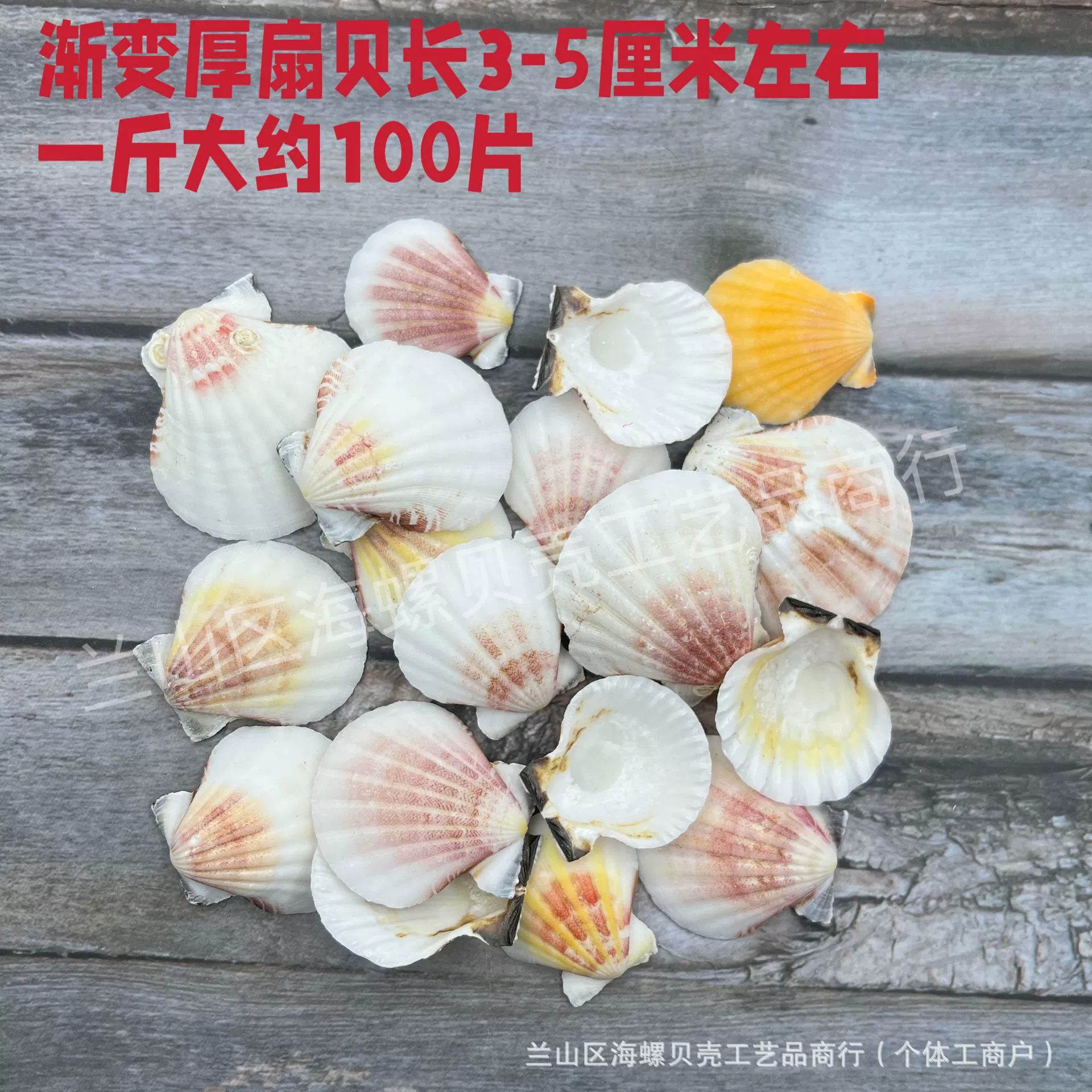 Shell Natural Shell Conch Stars Drifting Bottle Shell Crafts Wholesale Diy Handmade Shell Materials
