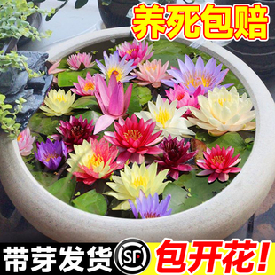 ˯ɏˮֲ༾_ɻźNɏKɏˮl