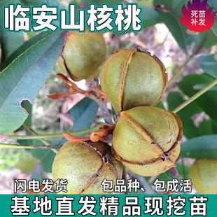 һ�����l�R��ɽ���Ҙ����ϱ�������ͥԺ�̨���ԷNֲ�޽Ӻ��Ҙ���