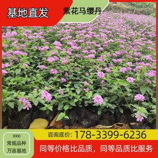 Purple Flower Lantana Potted Base Planting, Four-Season Flowering, Courtyard Planting, Green Plant Project, Greening Seedlings, Easy to Breed