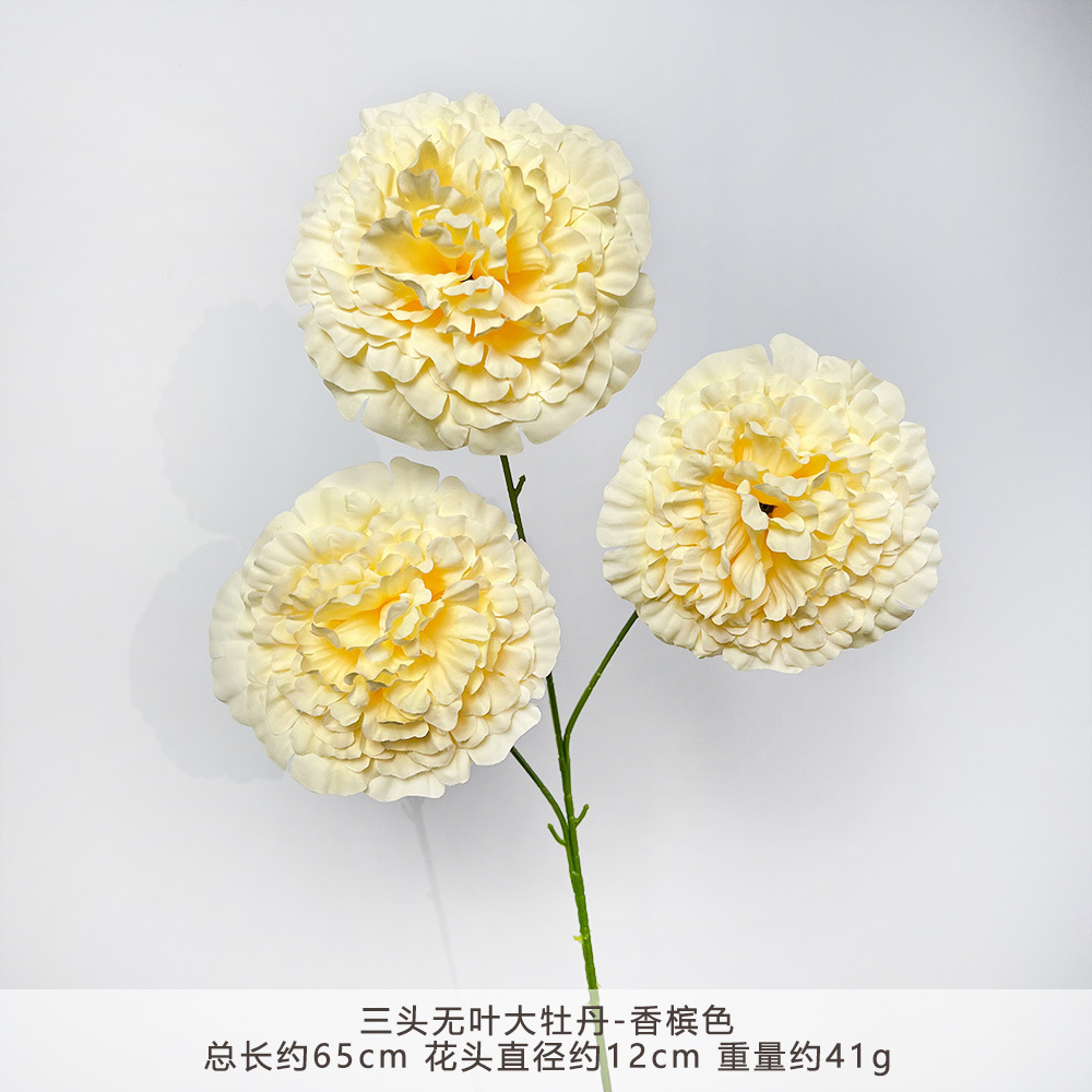 ZYJ-三头无叶大牡丹-香槟