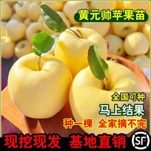 黄元帅苹果树苗嫁接苹果苗盆栽地栽阳台庭院南方北方当年结果高产