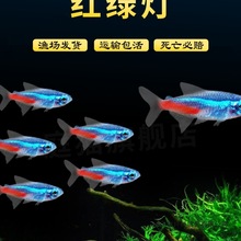 红绿灯鱼大号观赏鱼小型淡水好养热带鱼灯鱼草缸群游水族馆宠物鱼