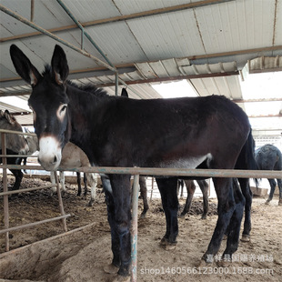 ���C���H�Bֳ�� ���ݸ����H���H�� С�H���������u��