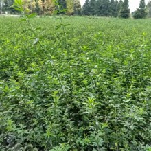 迎春杯苗地苗高度30-100公分常用灌木护坡品种庭院花卉绿化苗木