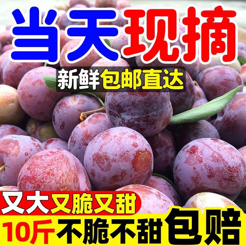正宗四川脱骨小脆红脆红李半边红茵红李新鲜应季青脆李空心脱骨李