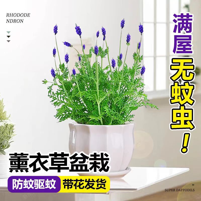 Lavender Potted Florals Indoor Living Room Florals and Green Plants Balcony Courtyard Easy to Grow Mosquito Repellent Vanilla Seeds in All Seasons