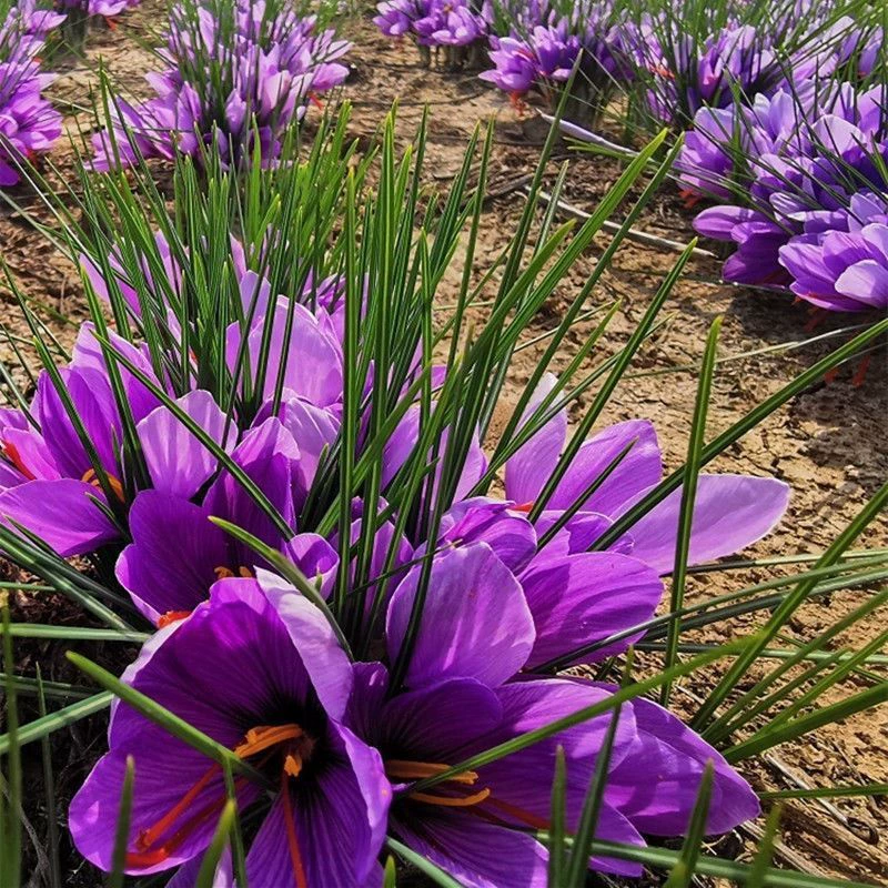 Шафран семенной шар Шафран лекарственный шафран семенной шар можно заварить чай