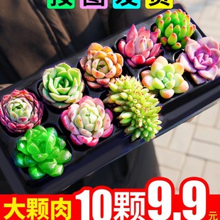 Succulent Plant Indoor Small Potted Stone Flower Jade Dew Succulent Flower Peach Egg Allen Lazy Green Plant Boutique Easy to Grow