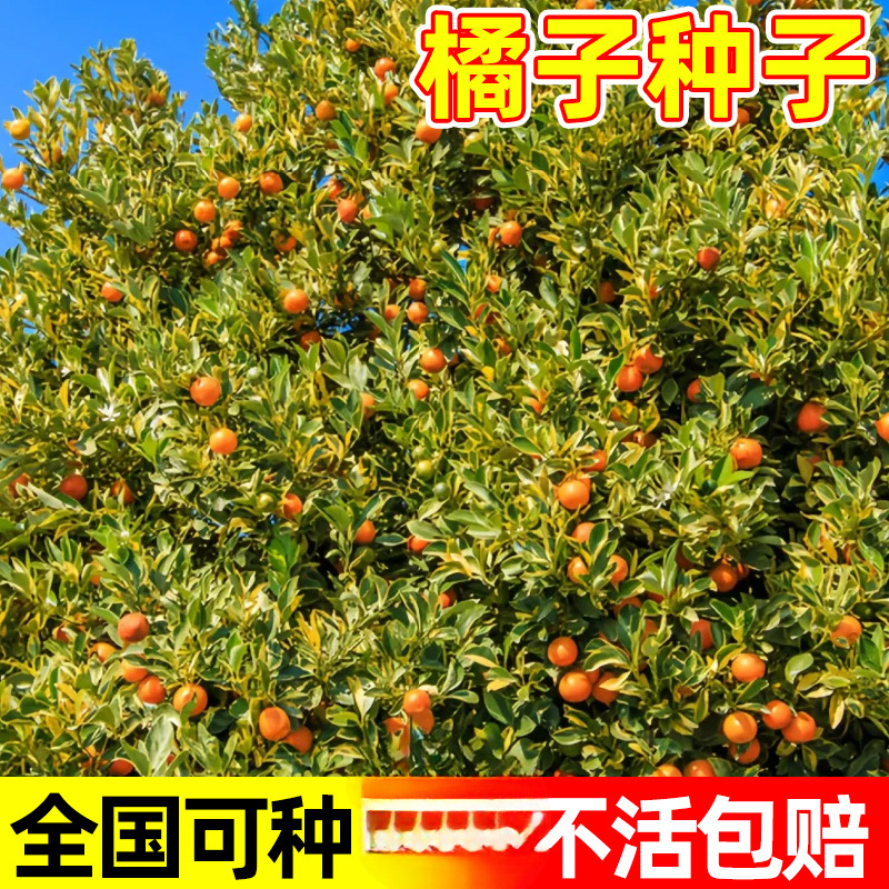 橘子种子四季种植砂糖橘无籽蜜桔种籽阳台庭院盆栽易活高产果树苗