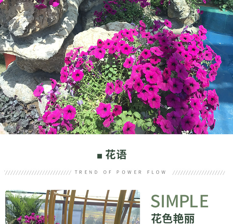 矮牵牛-开版-2_02