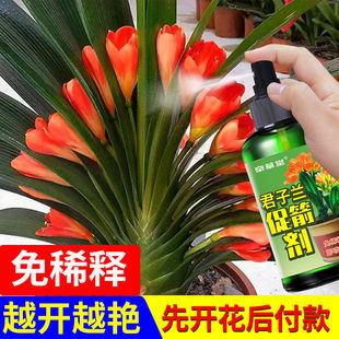 Clivia's Arrow-Promoting Agent [No Dilution] Prevent Clivia Clamping Arrow, Flower-Promoting and Treatment of Yellow Leaf Asymmetrical Nutrient Solution
