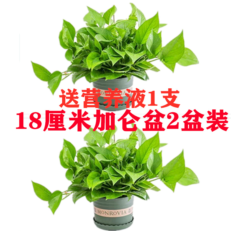 그린 갤런 화분 60개 화분 2개 + 트레이 + 액체 1개