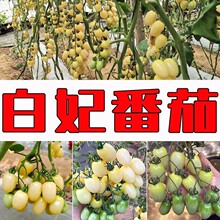 �������ѷN���M�ڰ׷��ѷN�Ӱ������ҷ��ѷN�Ӱ�ɫ��