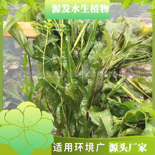 ������~���β�����Ӳ�������G��������Ӳ�΢�X���Ӳ��뻨��β