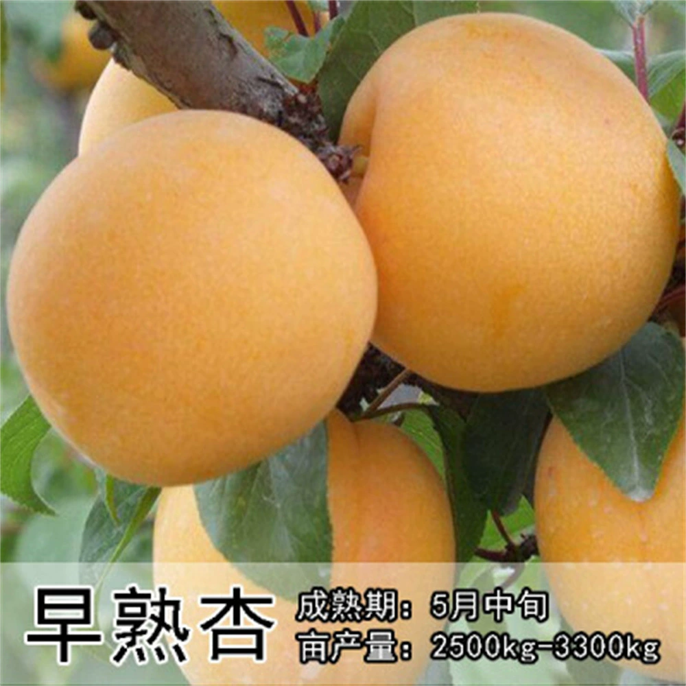 Синьцзян Маленький Белый абрикос Рассада Прививка Раннее созревание абрикос Рассада Посадка бассейна фруктовых деревьев Посадка на юге и севере