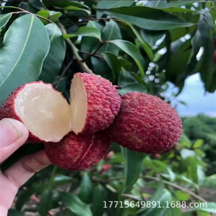 广西荔枝王荔枝苗 落塘蒲玉荷包荔枝果树苗南方北方种植当年结果-阿里巴巴