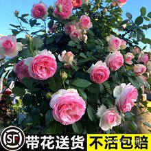 【1米8大苗】蔷薇花苗藤本月季特大花爬藤植物四季开花卉盆栽玫瑰