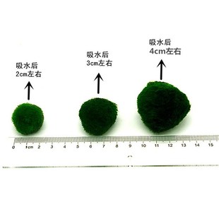 Green algae ball water grass micro landscape ecological bottle green algae ball fish tank landscaping indoor desktop decorative plants