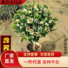 һ�����l��Ц����Gֲ���ԾG���ļ��������㻨��ֲ��ͥԺ�̨����