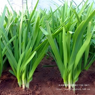 �����t�²˸���탲˸�1000�w����ʳ���̨�N��300�w�²˸����~��