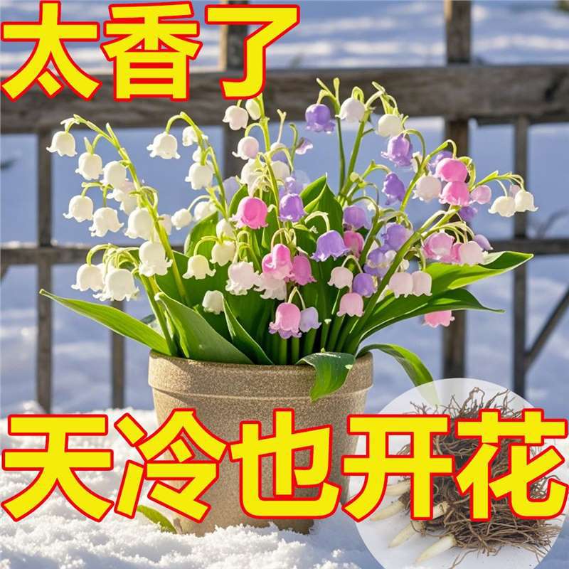 [Te doy una maceta de orquídeas con raíces y brotes, buena resistencia al frío, fragancia fuerte, plantas en floración hidroponía, flores de cultivo de tierra.
