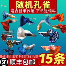 孔雀鱼纯种观赏鱼小型淡水好养热带鱼活体清道夫斑马金鱼小鱼鱼苗