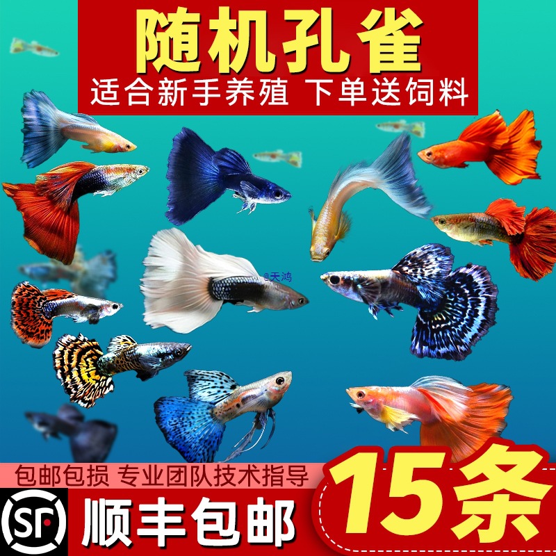 孔雀鱼纯种观赏鱼小型淡水好养热带鱼活体清道夫斑马金鱼小鱼鱼苗