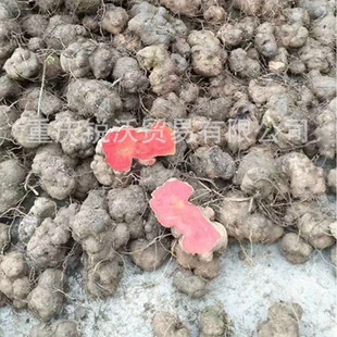 1�������lɢ�b��Ʒ��ɰ����ݹ����Ѫĸ�uѪɏ��؛��Ƭ