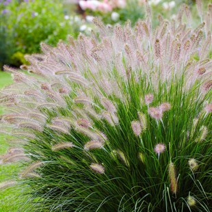 Ornamental Grass Seed Collection Pennisetum Purple Fescue Home Gardening Road Greening Grass Seeds Cross-Border Popular Plants
