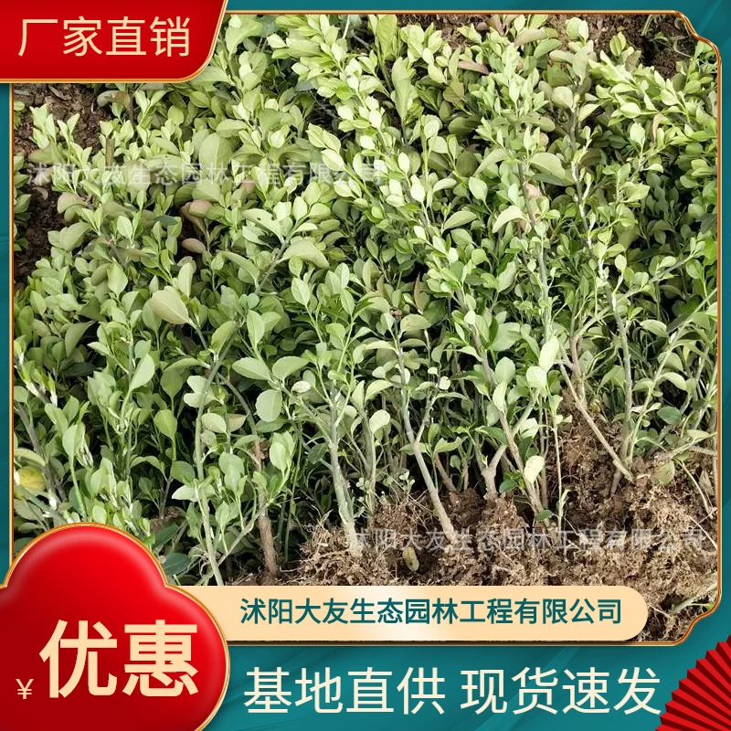 Вэй Мао база оптом собственного производства сортов в комплекте с живописным ландшафтом инженерных зеленых саженцев