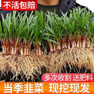 Freshly Dug Purple Leek Root Seedlings Wholesale Wide-Leaf Purple-Red Root Local Fragrant Leek Easy to Grow for Home Balcony