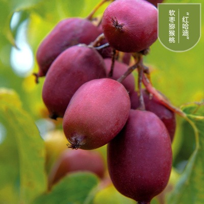 Arguta Kiwi Guomiao North and South Breed Various Fruit seedlings Then Result Red Kiwi