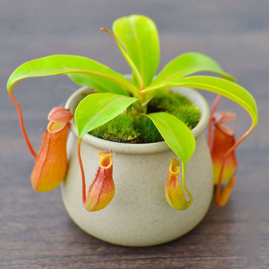 驱蚊捕蝇草食虫植物食人花猪笼草茅膏菜幼儿园儿童好养盆栽