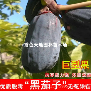 �����Ӿ����_�m�o����������ϟo�������Ϲ��������ķNֲ����Y��