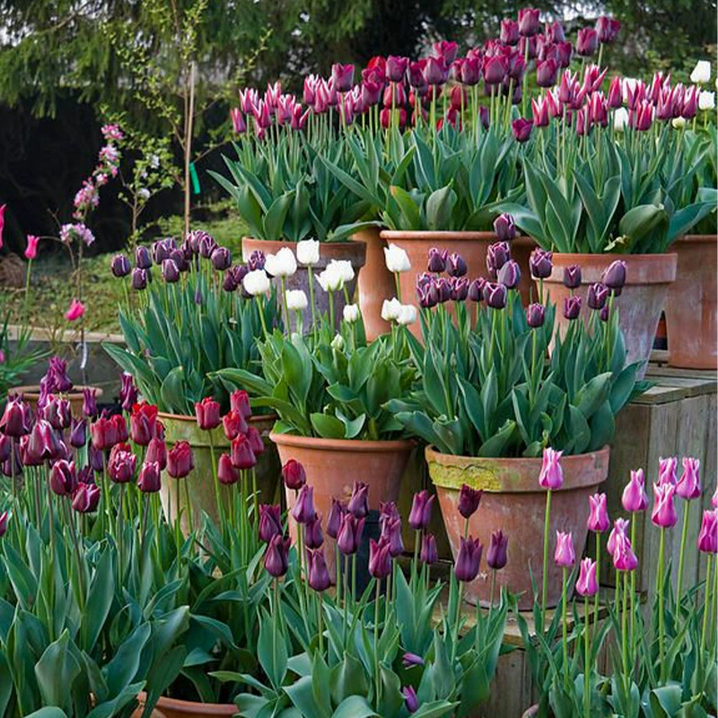 Тюльпан семян мяч многолетние Тюльпан семян почвы культуры Гидропоники Крытый и открытый посадка холодоустойчивость легкое Выживание