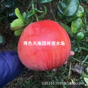 ���Ә���̩�����t�������_�t�ֹ������Ϸ�ͥԺ�̨�ԷN���玧����