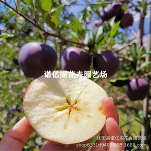 沭阳县诺亿阁花卉园艺场