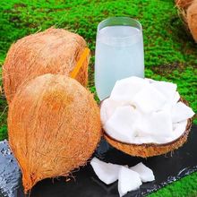 海南老椰子新鲜椰子榨汁老椰子水果椰青毛椰子椰子鸡煲汤