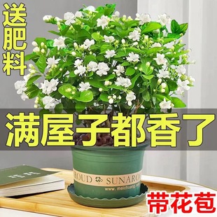 Jasmine Seedlings Potted with Buds Jiuli Xiang Old Pile Mosquito Repellent Hydroponic Gardenia Florals and Green Plants Indoor Blooming in All Seasons